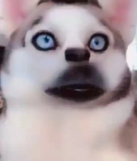 这样给二哈拍照,真的不要太搞笑哦
