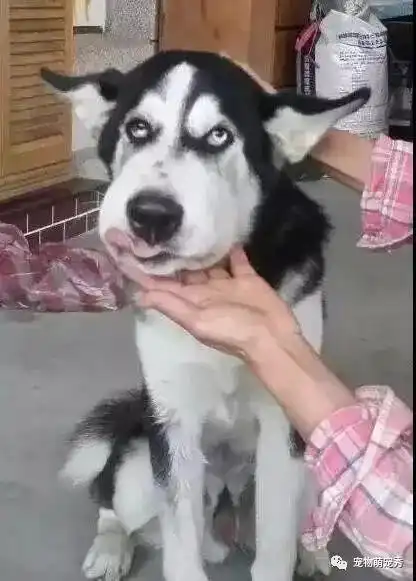 那些年咬过毒蛇和被毒蛇咬过的狗子
