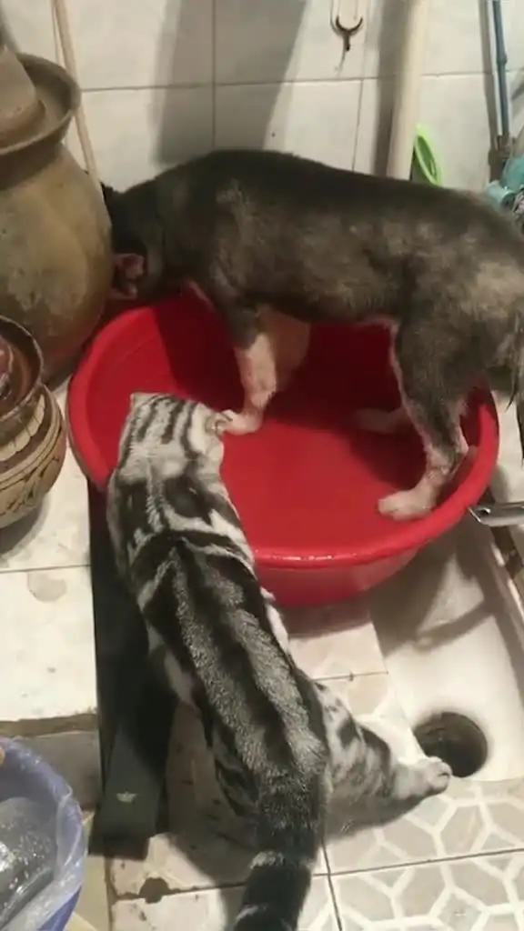 二哈刨水真好玩猫不知道老子要睡觉哈哈哈
