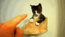 今日快乐源泉它哭着对我说猫和老鼠是骗人的
