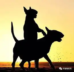 世界上最搞笑的动物都在这里了
