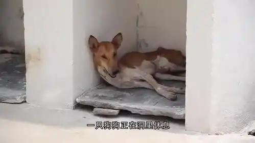 狗狗正在看门护院,一转头发现狮子在自己身后,下一秒憋住别笑
