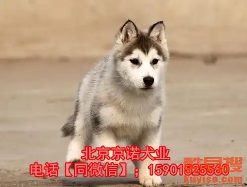 哈士奇幼犬价格纯种哈士奇哪里买放心哈士奇图片