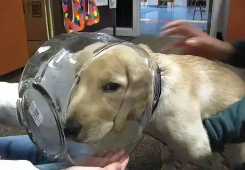 二哈趁主人不在家,竟然在马桶里泡澡二哈洗呀洗呀洗澡澡
