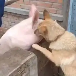 真丶来不及解释了,快上车丨搞笑动图集
