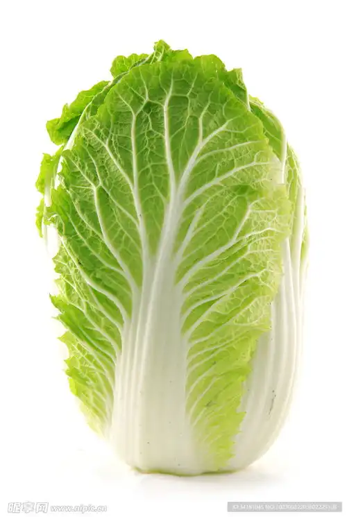 大白菜摄影图蔬菜
