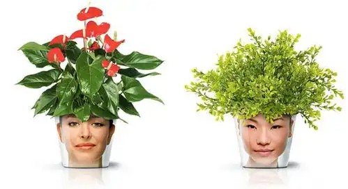 非常搞笑的头像花盆
