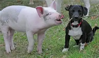 一条会遛猪的金毛犬猪的内心已经崩溃
