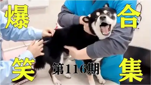 搞笑视频三人行,必有素质教育漏网之鱼,搞笑沙雕社第116期
