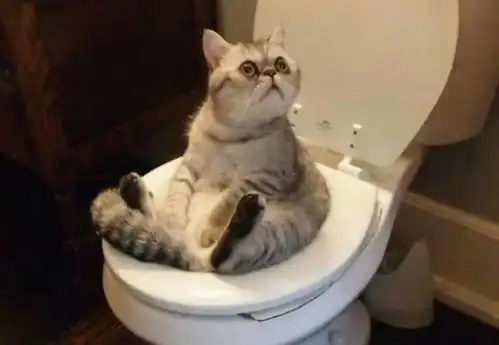 16张猫咪搞笑图片,让你了解什么叫浑身是戏
