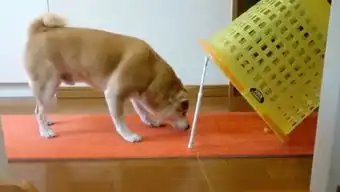 俗哥说事的个人频道

