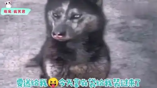 狗剩子要带猫咪进娱乐圈,给我累成狗了它也不跳啊
