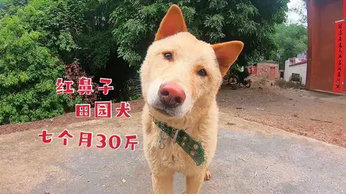 第一次见黄色红鼻子田园犬,7个月就有30斤,是个贪吃的大胖子
