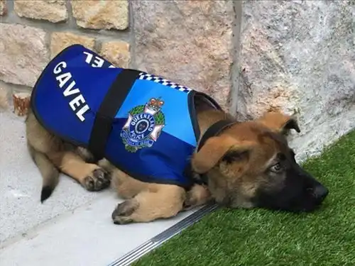 注定当不了警犬的6种狗,因为每只都很难搞
