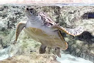 海龟图片图片大全
