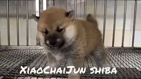 爆笑当柴犬跟铲屎官回老家过年戴口罩勤洗手避人群
