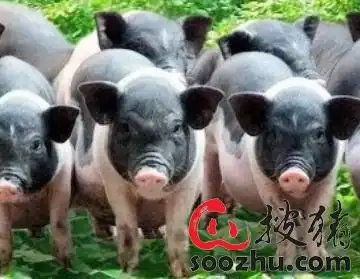 受疫情和洪水的双重冲击猪肉价格难以亲民
