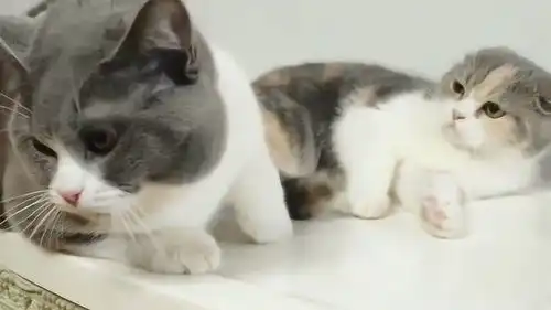 怕老婆的超怂公猫,被漂亮小母猫吼的头都不敢抬,太搞笑了
