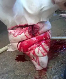 杀猪图片,用杀猪刀杀猪,杀猪全过程报道猪肉好吃但人类好残忍啊动物世界,搞笑图片大全
