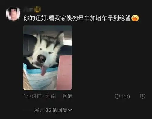 小狗返乡途中晕车还被猫打了一巴掌画面让人忍俊不禁狗为啥也晕车
