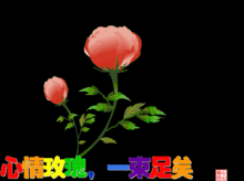 刚出的早安问候表情包,太美了,送给赵氏宗亲,请收下
