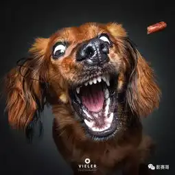 拍个狗都能拍出这种风格...是在下输了
