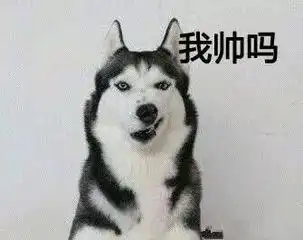 二哈急着要跟金毛约会亲亲,结果太激动,智商不在线了
