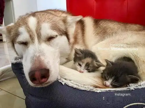 橘猫产10只崽,把家里二哈搞疯了
