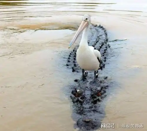 搞笑段子我干什么都快
