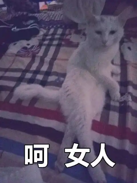这是两张百搭的猫咪表情包,你能想到什么好玩的话来配
