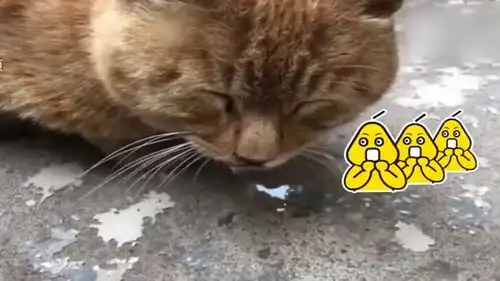 猫咪睡着吹泡泡,网友好想戳破它

