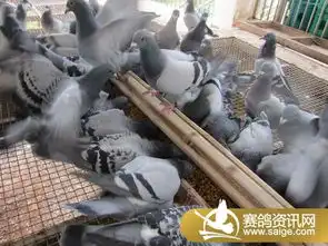 2010年450公里附加赛集鸽上笼图片
