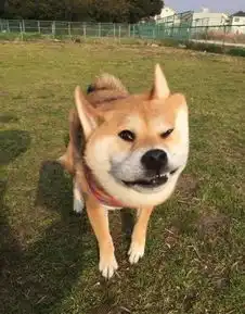 搞笑柴犬这一张真的不是被隐形平底锅击中的感觉吧

