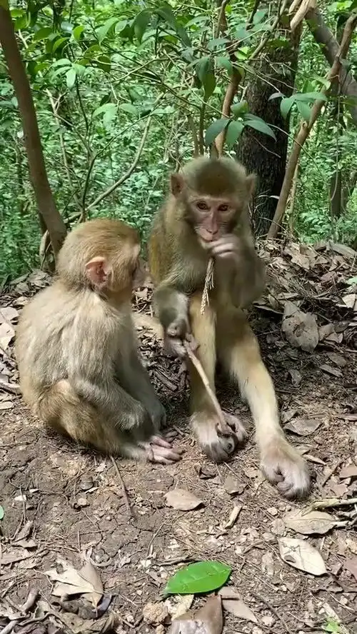 搞笑猴子跟俩小孩子一样太可爱了
