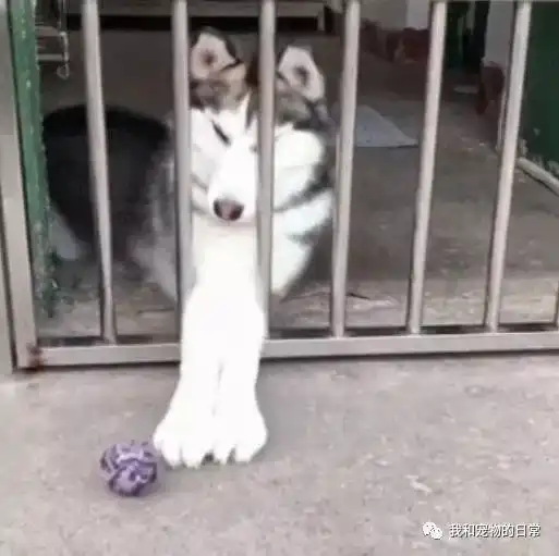 把哈士奇关在杂货间,它的玩具球掉出来后,就和铁栏杆杠上了
