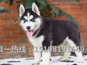 沈阳哪里有哈士奇出售纯种哈士奇价格多少哈士奇幼犬图片价格
