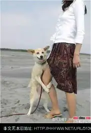 宠物狗发起情来的搞笑图片
