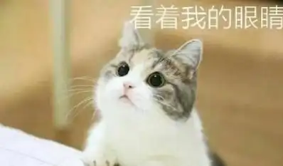 一组敲可爱的喵咪表情包
