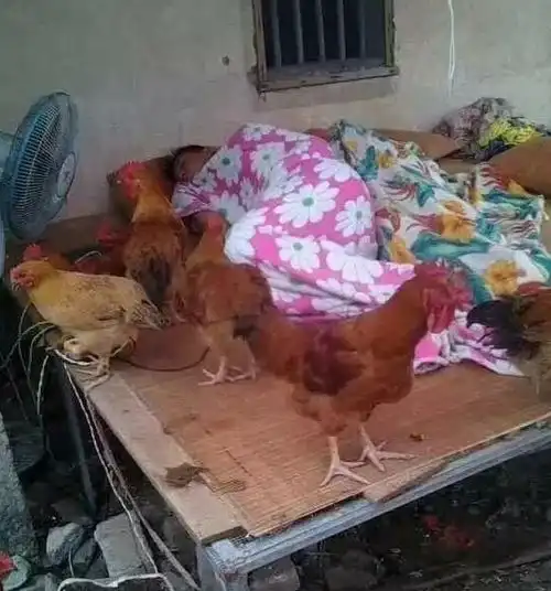 搞笑gif,,被爸妈嫌弃的十二时辰
