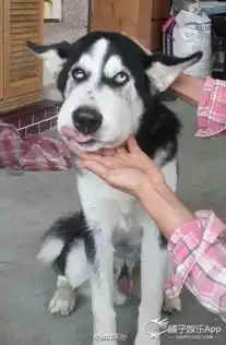 哈士奇与柯基的后代,叫柯士奇还是哈士基
