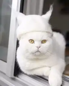 猫毛做的猫帽
