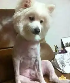 搞笑图片这忧郁的狗生是没法过了

