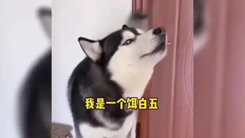 主人假装看不到自己的哈士奇,结果二哈差点怀疑狗生,好搞笑
