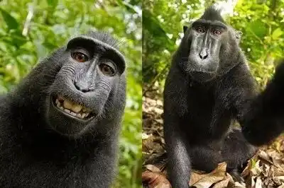 版权与人工智能
