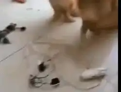 搞笑囧图二哈我的西门庆今天怎么还没来呢
