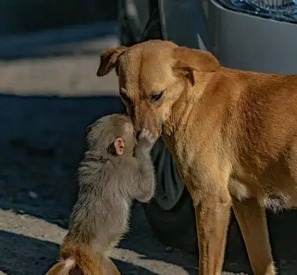 印度怀孕狗狗收养猴宝宝走红网络暖心关系值得人类深思

