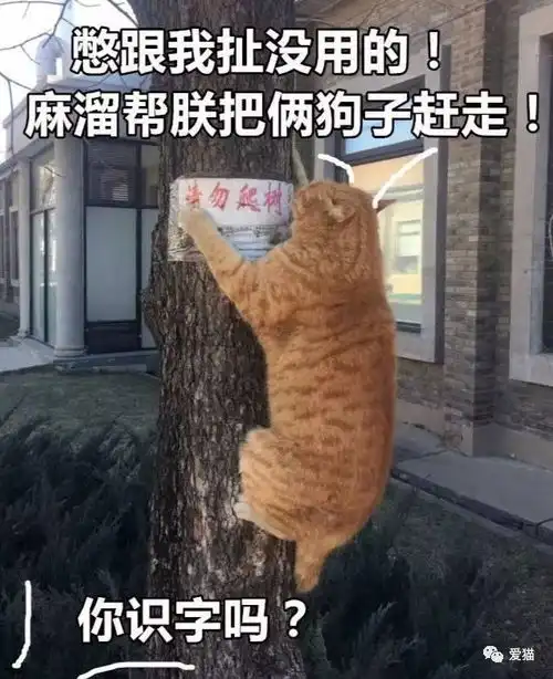 胖,胖,胖,胖,胖,胖,胖,胖,胖,胖......
