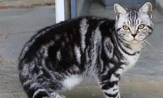 你喜欢养田园猫还是品种猫呢
