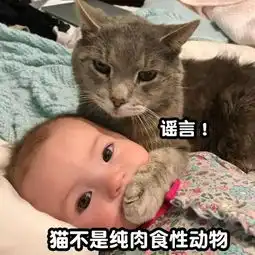 关于猫的五大饮食误区你知道哪个
