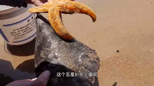 大退潮赶海,大风把海鲜都吹上岸,沙滩上遗落的海鲜捡不完啦
